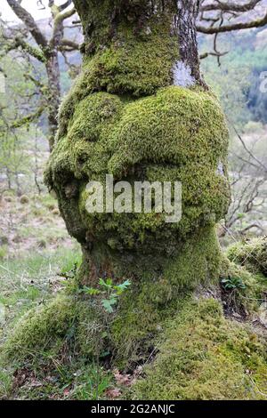 Alter Eichenbaum, geformt wie ein menschlicher Kopf, der auf einen jungen Rowan-Baum herunterschaut, der in seinem Schatten wächst, Schottland, Großbritannien Stockfoto