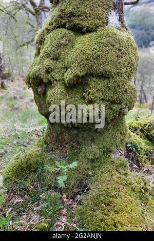 Alter Eichenbaum, geformt wie ein menschlicher Kopf, der auf einen jungen Rowan-Baum herunterschaut, der in seinem Schatten wächst, Schottland, Großbritannien Stockfoto