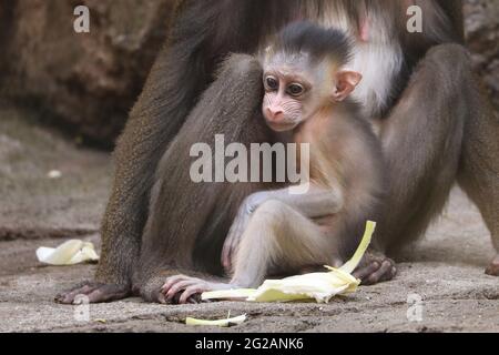 Dresden, Deutschland. Juni 2021. Weibliche Mandrillerin Uzuri mit Baby Dajan im Dresdner Zoo. Der kleine Junge wurde am 16. Mai geboren. Quelle: Tino Plunert/dpa-Zentralbild/ZB/dpa/Alamy Live News Stockfoto