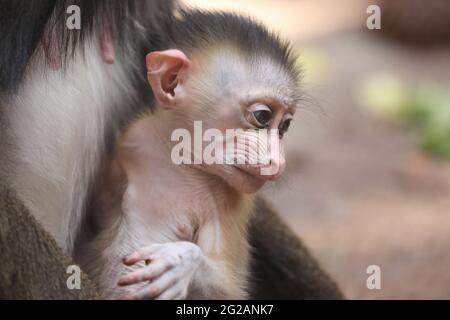 Dresden, Deutschland. Juni 2021. Mandrill-Nachkomme Dajan geboren am 16. Mai 2021 im Dresdner Zoo Credit: Tino Plunert/dpa-Zentralbild/ZB/dpa/Alamy Live News Stockfoto