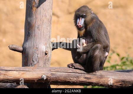 Dresden, Deutschland. Juni 2021. Weibliche Mandrillerin Uzuri mit Baby Dajan im Dresdner Zoo. Der kleine Junge wurde am 16. Mai geboren. Quelle: Tino Plunert/dpa-Zentralbild/ZB/dpa/Alamy Live News Stockfoto