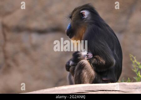 Dresden, Deutschland. Juni 2021. Weibliche Mandrillerin Uzuri mit Baby Dajan im Dresdner Zoo. Der kleine Junge wurde am 16. Mai geboren. Quelle: Tino Plunert/dpa-Zentralbild/ZB/dpa/Alamy Live News Stockfoto