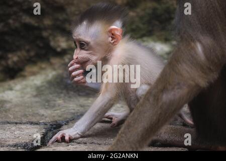 Dresden, Deutschland. Juni 2021. Mandrill-Nachkomme Dajan geboren am 16. Mai 2021 im Dresdner Zoo Credit: Tino Plunert/dpa-Zentralbild/ZB/dpa/Alamy Live News Stockfoto