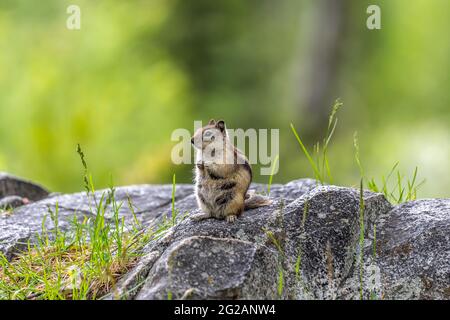 Ein Yellow Pine Chipmunk in Lewis and Clark Cavern SP, Montana Stockfoto