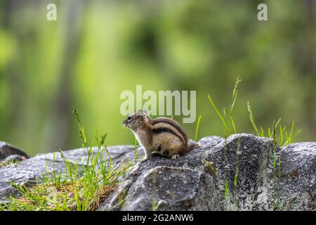 Ein Yellow Pine Chipmunk in Lewis and Clark Cavern SP, Montana Stockfoto