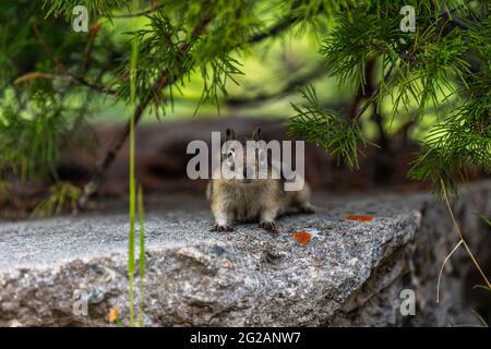 Ein Yellow Pine Chipmunk in Lewis and Clark Cavern SP, Montana Stockfoto