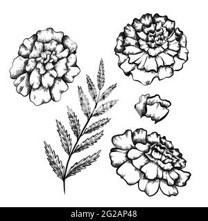 Satz von monochromen botanischen Skizzen des Zweiges mit Blättern und verschiedenen Ringelblumen mit Schattierung. Vektor Farbe floral natürliche Zeichnung. Skizzieren Sie Penci Stock Vektor