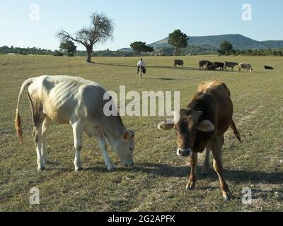 Ihsaniye, Türkei - 23. Juli 2010: Ein Hirte auf einem Esel kommt, um mich unter seinen Kühen auf einer Wiese in Zentralanatolien zu treffen Stockfoto