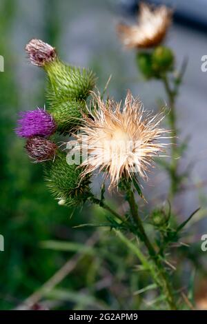 Eine Stierdistel (Cirsium vulgare), die auf einem Bürgersteig wächst. Stockfoto