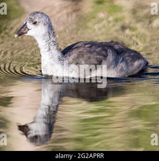 American Coot juvenile Schwimmen in einem See Stockfoto