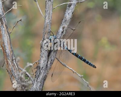 Darner Libelle - höchstwahrscheinlich Rhionaeschna caifornica - California Darner Stockfoto