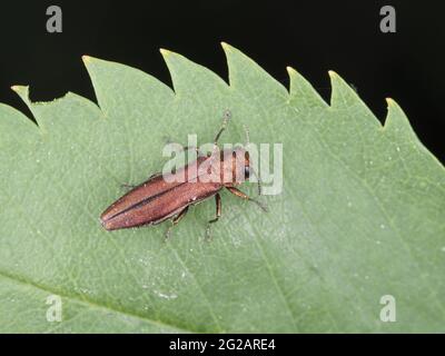 Ein Käfer aus der Familie Buprestidae - möglicherweise Agrilus politus Stockfoto