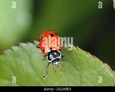 Hippodamia convergens (konvergent Lady Beetle) - Insektenmakro Stockfoto