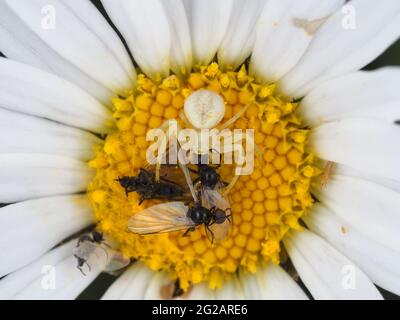 Kleine Krabbenspinne (wahrscheinlich männlicher Misumena vatia) mit viel Beute Stockfoto