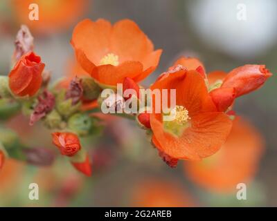 Sphaeralcea munroana im zentralen Staat Washington, USA - Makrofotografie Stockfoto