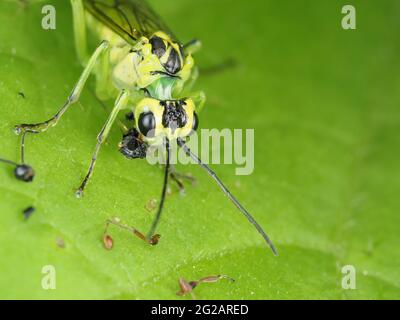 Grüne Sägeblattfliege (wahrscheinlich Tenthredo rhammisia), die Beute frisst Stockfoto