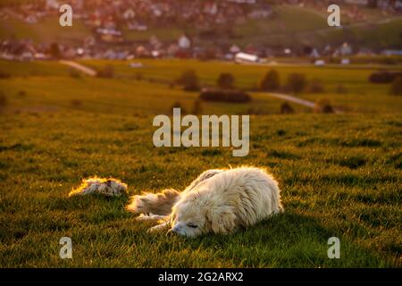 Schäferhund schläft bei Sonnenuntergang auf einer Alm Stockfoto