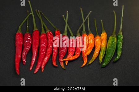 Draufsicht auf aufgereihte Chilis in verschiedenen Farben mit schwarzem Hintergrund Stockfoto