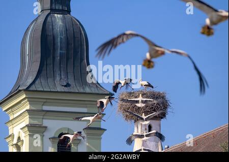 Weißer Storch - Ciconia ciconia - im Flug, nähert sich seinem Nest Stockfoto