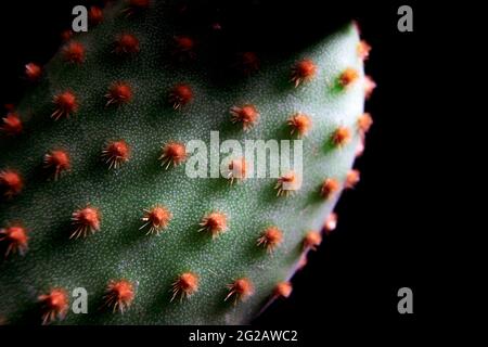 Geringe Schärfentiefe auf der Kaktusnadel von opuntia microdasys Stockfoto