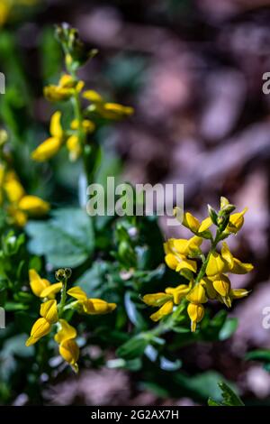 Genista tinctoria Busch wächst im Wald, aus nächster Nähe Stockfoto