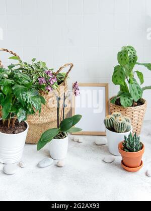 Zimmer gefüllt mit vielen modernen Pflanzen, Hausgarten mit imitierten Poster Rahmen. Stockfoto