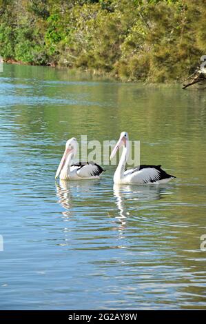 Zwei australische Pelikane auf dem Wasser Stockfoto