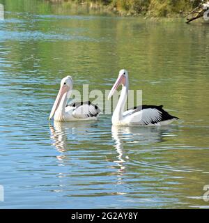 Zwei australische Pelikane auf dem Wasser Stockfoto