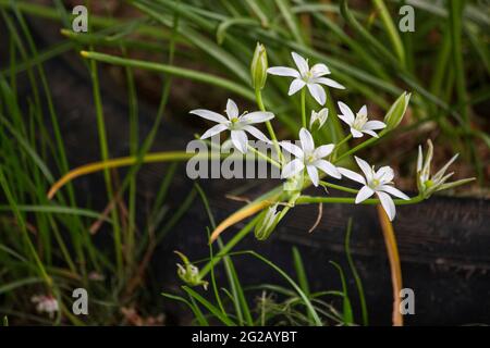 Blühende Zphyranthe Candida in einem Blumenbeet Stockfoto