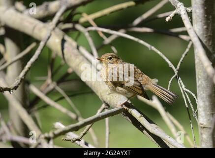 Europäischer Robin (Erithacus rubecula) jung. June, Kent, Großbritannien. Stockfoto