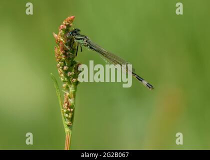 Blauschwanzdamselfly (Ischnura elegans), tenerales Männchen, das auf Vegetation ruht, Dumfries, SW Schottland Stockfoto