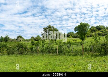 Blick auf das lokale Naturschutzgebiet der Hutchinson's Bank und das für den Naturschutz wichtige Gebiet der Metropolregion, ein Kalkgrasland in der Nähe von Croydon, Großbritannien Stockfoto