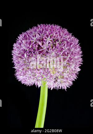 Lila Allium auch als niederländischer Knoblauch (Allium aflatunense) bekannt Stockfoto