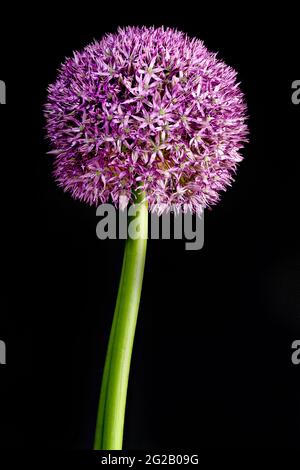 Lila Allium auch als niederländischer Knoblauch (Allium aflatunense) bekannt Stockfoto