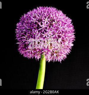 Lila Allium auch als niederländischer Knoblauch (Allium aflatunense) bekannt Stockfoto