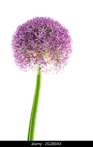 Lila Allium auch als niederländischer Knoblauch (Allium aflatunense) bekannt Stockfoto