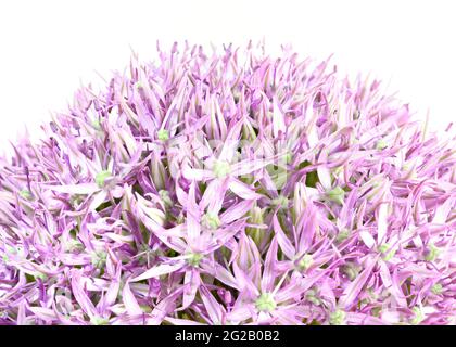 Lila Allium auch als niederländischer Knoblauch (Allium aflatunense) bekannt Stockfoto