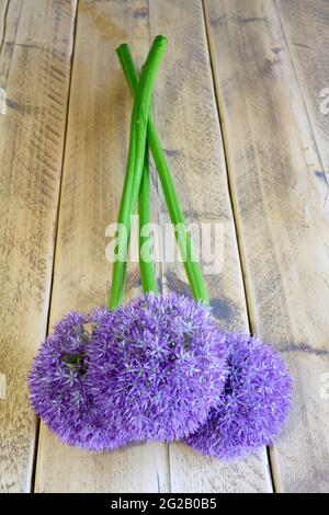 Drei violette Alliumblumen (Allium aflatunense), auch als holländischer Knoblauch bekannt, liegen auf einer Holztischplatte Stockfoto