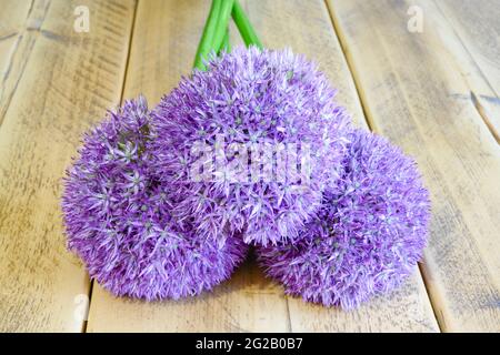 Drei violette Alliumblumen (Allium aflatunense), auch als holländischer Knoblauch bekannt, liegen auf einer Holztischplatte Stockfoto