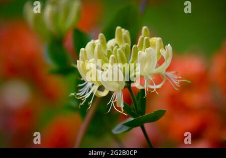 Schöner Blütenkopf einer gelben Honigwohne (Lonicera periclymenum) mit unscharf roten geum-Blüten im Hintergrund Stockfoto