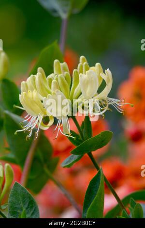 Schöner Blütenkopf einer gelben Honigwohne (Lonicera periclymenum) mit unscharf roten geum-Blüten im Hintergrund Stockfoto