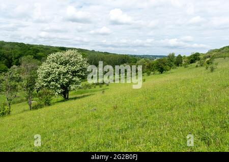 Blick auf das lokale Naturschutzgebiet der Hutchinson's Bank und das für den Naturschutz wichtige Gebiet der Metropolregion, ein Kalkgrasland in der Nähe von Croydon, Großbritannien Stockfoto