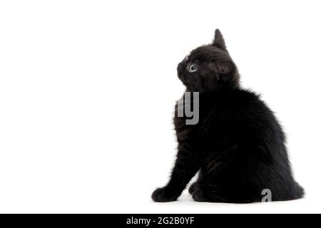 Flauschig reinrassige schwarze Kätzchen sitzt auf weißem Hintergrund Stockfoto