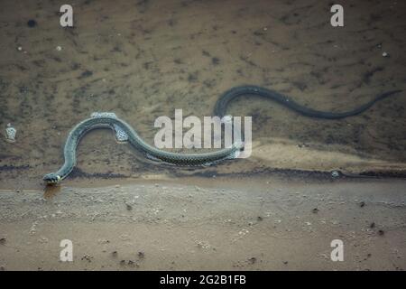 Schlange kriecht aus dem Fluss Stockfoto