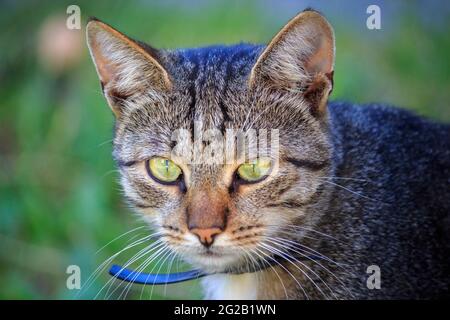 Porträt der heimatlose Katze Stockfoto