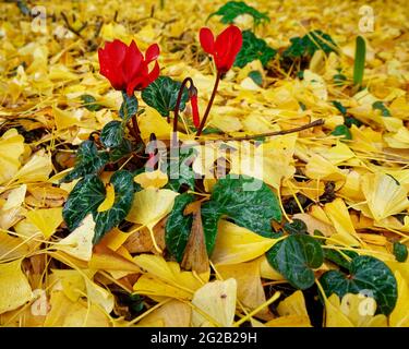 Rote Cyclamen, die in einem Park durch ein Bett aus toten Ginkgo-Blättern aufwachsen. Stockfoto