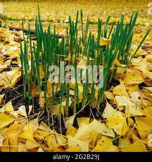 Grüne Triebe des Frühlings. Narzissen wachsen in einem Park durch ein Bett aus toten Ginkgo-Blättern auf. Stockfoto