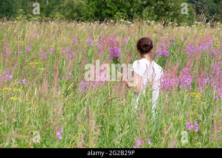 Junge Frau pflückt Blumen von Ivan-Tee, Chamerion Angustifolium, Feuerkraut in einem Strauß auf dem Feld, Rückansicht. Frau sammelt Heilkräuter. Altern Stockfoto