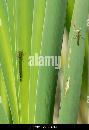 Blauschwanzdamselfly (Ischnura elegans), tenerales Männchen, das auf der Vegetation neben seinem Ausfluss ruht, Dumfries, SW Schottland Stockfoto