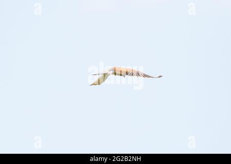 Ein detailreicher Turmfalke schwebt gegen einen schönen blauen Himmel mit weißen Wolken, der Greifvogel ist auf der Jagd nach Beute Stockfoto